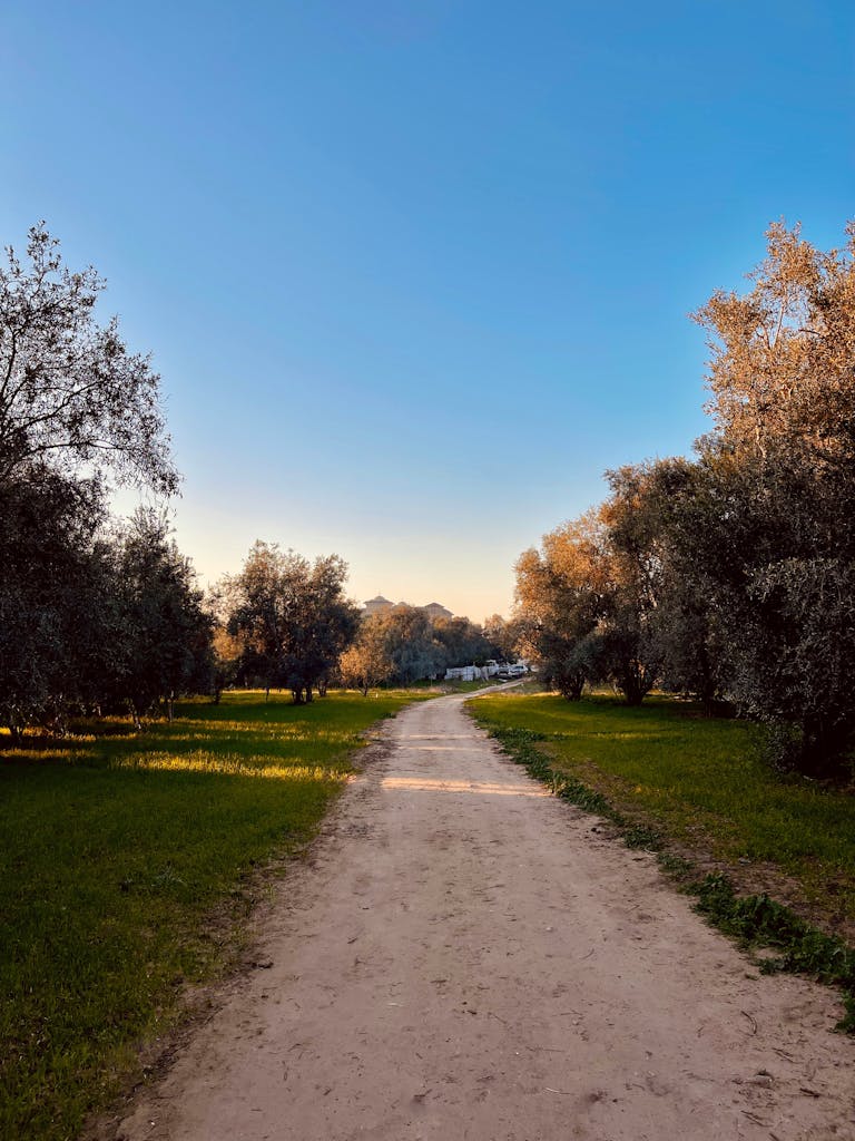 Peaceful dirt path through olive grove with vibrant sunset sky, capturing nature's tranquility.