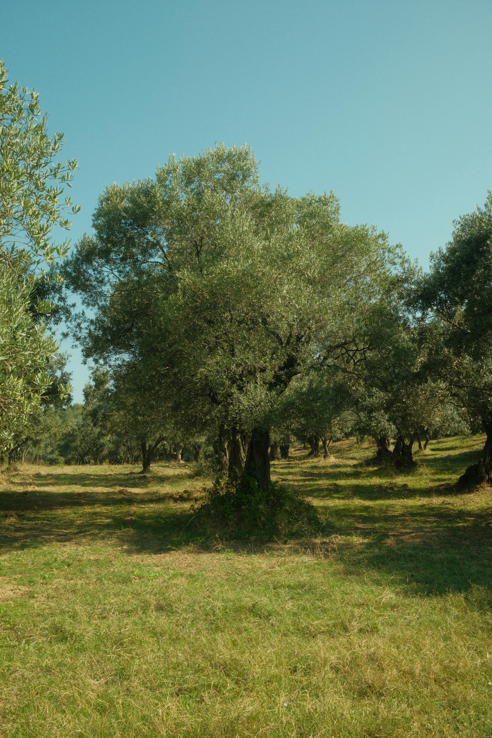 Ulivo secolare — frantoio Greco Puglia